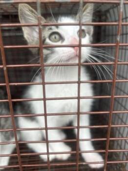 A656756 -  Domestic Short Hair Cat for Adoption in Houston, Texas - A656756 | PetCurious