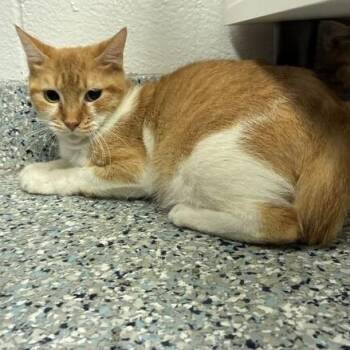 Gooseberry -  Domestic Short Hair Cat for Adoption in Dayton, Ohio - Gooseberry | PetCurious