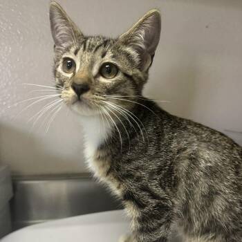 Lalo -  Domestic Short Hair Cat for Adoption in San Antonio, Texas - Lalo | PetCurious