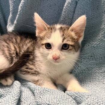 Christian Pulisic -  American Shorthair Cat for Adoption in Houston, Texas - Christian Pulisic | PetCurious