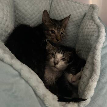 Porthos -  Domestic Short Hair Cat for Adoption in Titusville, Florida - Porthos | PetCurious