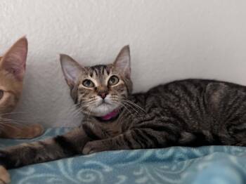 Beth -  Domestic Short Hair Cat for Adoption - Beth | PetCurious