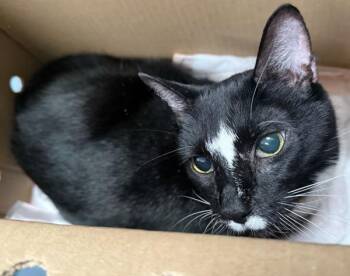Tails -  Domestic Short Hair Cat for Adoption - Tails | PetCurious