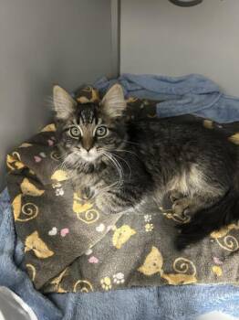 Blaze -  Domestic Medium Hair Cat for Adoption in Dayton, Minnesota - Blaze | PetCurious