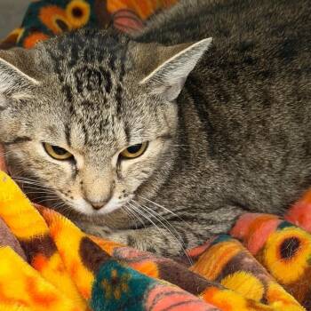 Sally -  Domestic Short Hair Cat for Adoption in New York, New York - Sally | PetCurious