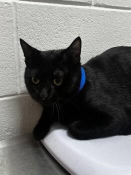 RODNEY -  Domestic Short Hair Cat for Adoption - RODNEY | PetCurious