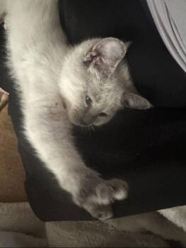 Rescue Siamese Cats for Adoption in Napa, California - Luna | PetCurious