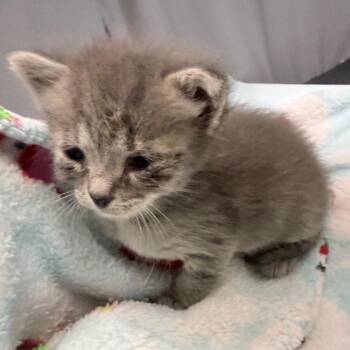 Domestic Short Hair Cats Available for Adoption in Jupiter, Florida - March | PetCurious