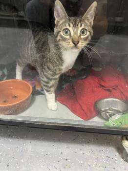 Smith -  Domestic Short Hair Cat for Adoption in Dayton, Minnesota - Smith | PetCurious