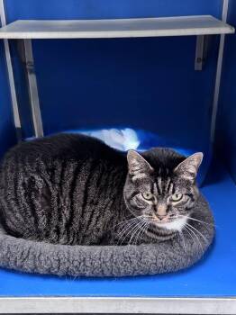 Bella -  Domestic Short Hair Cat for Adoption in Hoopeston, Illinois - Bella | PetCurious