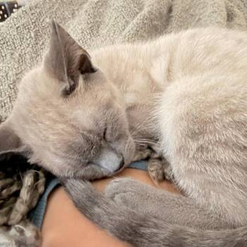 Shrimp -  Domestic Short Hair Cat for Adoption in Los Angeles, California - Shrimp | PetCurious