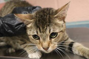 WAFFLE -  Domestic Short Hair Cat for Adoption in Columbia, South Carolina - WAFFLE | PetCurious