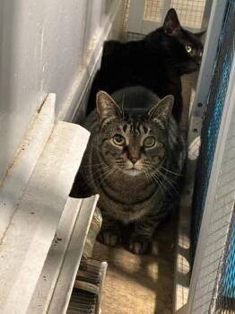 93-Miss Devine -  Domestic Short Hair Cat for Adoption in Windsor, Connecticut - 93-Miss Devine | PetCurious