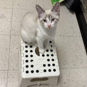 Maxwell -  Siamese Cat for Adoption in North Arlington, New Jersey - Maxwell | PetCurious