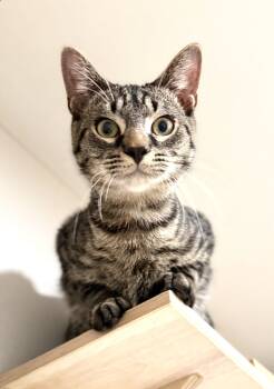 Rescue Domestic Short Hair and Tabby Cats for Adoption in Gaithersburg, Maryland - Josh | PetCurious