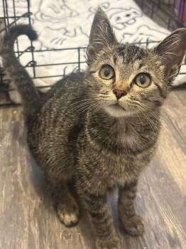 Biscuit -  Domestic Short Hair Cat for Adoption in Battle Ground, Washington - Biscuit | PetCurious