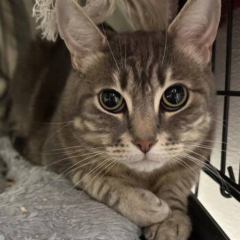 Powder -  Domestic Short Hair Cat for Adoption in Chilliwack, British Columbia - Powder | PetCurious