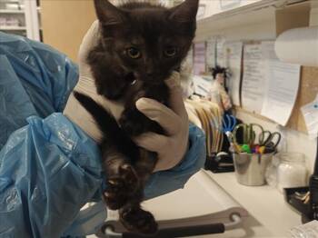 ESPIE -  Domestic Short Hair Cat for Adoption in Santa Fe, New Mexico - ESPIE | PetCurious