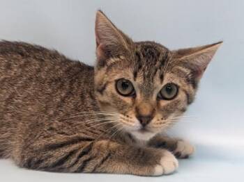 Louise -  Domestic Short Hair Cat for Adoption in Golden Valley, Minnesota - Louise | PetCurious