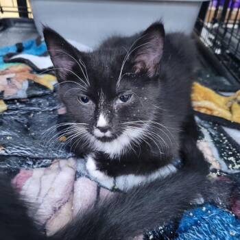 Princess -  Domestic Short Hair Cat for Adoption in St. Cloud, Minnesota - Princess | PetCurious