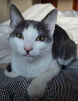 Tuesday -  American Shorthair Cat for Adoption in Philadelphia, Pennsylvania - Tuesday | PetCurious