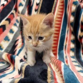Sunny Side Up -  Domestic Short Hair and Mixed Breed Cat for Adoption in Spruce Pine, North Carolina - Sunny Side Up | PetCurious