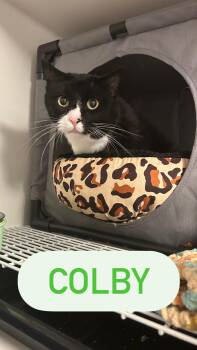 Rescue Domestic Short Hair Cats for Adoption in Barton, Vermont - Colby | PetCurious