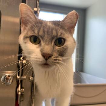 Janet -  Domestic Short Hair Cat Available for Adoption in Boston, Massachusetts - Janet | PetCurious