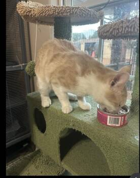Remy -  Domestic Short Hair Cat for Adoption in Lafayette, Colorado - Remy | PetCurious