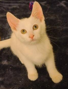 Fantasy -  Domestic Short Hair Cat Available for Adoption in Verona, Wisconsin - Fantasy | PetCurious