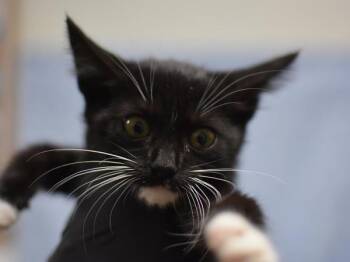 Anise -  Domestic Short Hair Cat for Adoption in Portland, Oregon - Anise | PetCurious