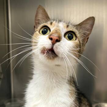 Kerry -  Domestic Short Hair Cat Available for Adoption in Milton, Florida - Kerry | PetCurious