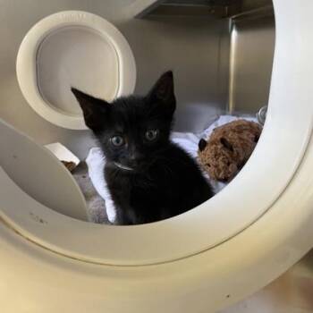 Shrew -  Domestic Short Hair Cat for Adoption in Richmond, Virginia - Shrew | PetCurious