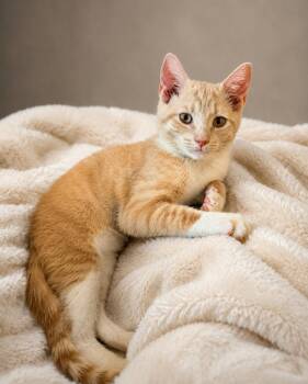 Chowder -  Domestic Short Hair Cat for Adoption in Statesboro, Georgia - Chowder | PetCurious