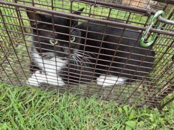 Domestic Short Hair Cats Available for Adoption in Houston, Texas - 4 | PetCurious