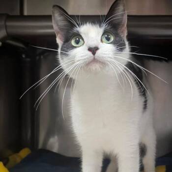 Thea -  Domestic Short Hair Cat for Adoption in Tampa, Florida - Thea | PetCurious