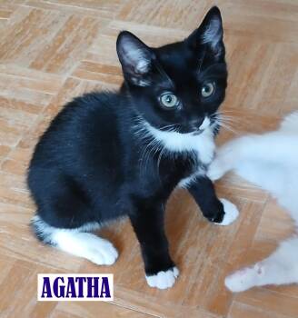 Agatha -  Tuxedo Cat for Adoption in Maple Shade, New Jersey - Agatha | PetCurious