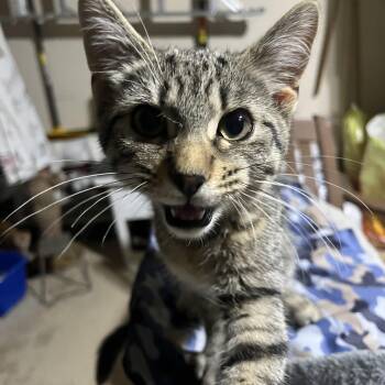 Billy -  Tabby Cat for Adoption in Hamilton, Ontario - Billy | PetCurious