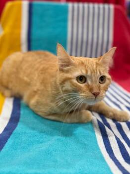 Charlotte -  Domestic Short Hair Cat for Adoption in Vacaville, California - Charlotte | PetCurious
