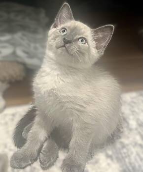 Siamese and Domestic Medium Hair Cats Available for Adoption in Fort Myers, Florida - Fenway | PetCurious