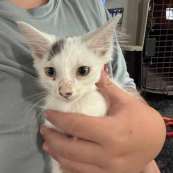 White Kitten Four -  Domestic Short Hair Cat for Adoption in Ferndale, Washington - White Kitten Four | PetCurious