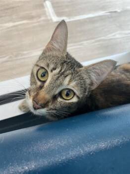 COPPER -  Domestic Short Hair Cat for Adoption in Pearland, Texas - COPPER | PetCurious