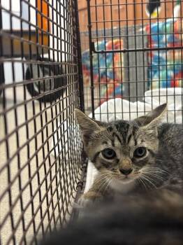 GINO -  Domestic Short Hair Cat for Adoption in Fort Lauderdale, Florida - GINO | PetCurious