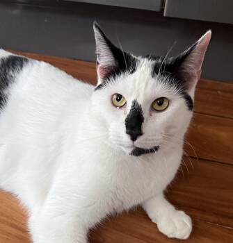 American Shorthair Cats Available for Adoption in Philadelphia, Pennsylvania - Ozzy | PetCurious