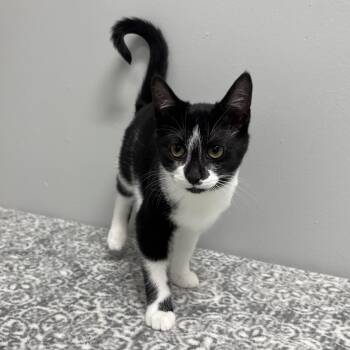 Domestic Short Hair and American Shorthair Cats Available for Adoption - Sonnet | PetCurious