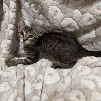 Brunette -  American Shorthair Cat for Adoption in Paulina, Louisiana - Brunette | PetCurious