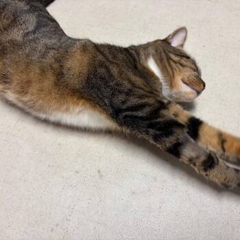 26-271 Nala -  Domestic Short Hair Cat for Adoption in North Branford, Connecticut - 26-271 Nala | PetCurious