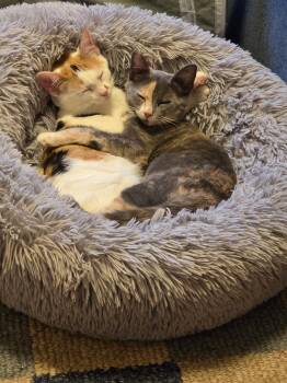 Rescue Domestic Short Hair Cats for Adoption in Lewis Center, Ohio - Peaches And Pebbles | PetCurious
