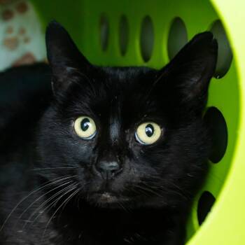 Domestic Short Hair Cats Available for Adoption - Kuro | PetCurious