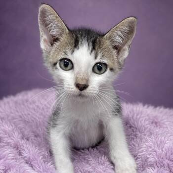 Foxy -  Domestic Short Hair Cat for Adoption in Heber Springs, Arkansas - Foxy | PetCurious
